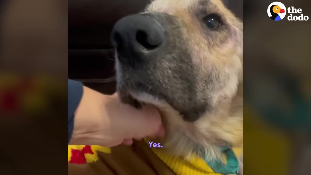 A close-up of a tan and black dog receiving gentle chin scratches from a person's hand.