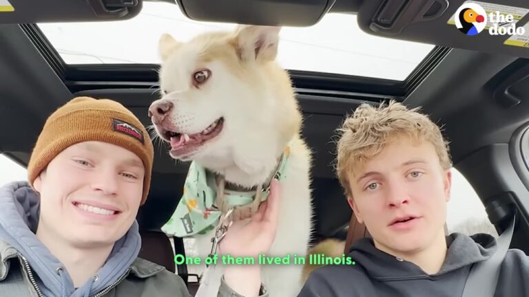 Illinois Dog Spent Six Years Unnoticed In A Shelter Until A Spontaneous Trip Changed Everything