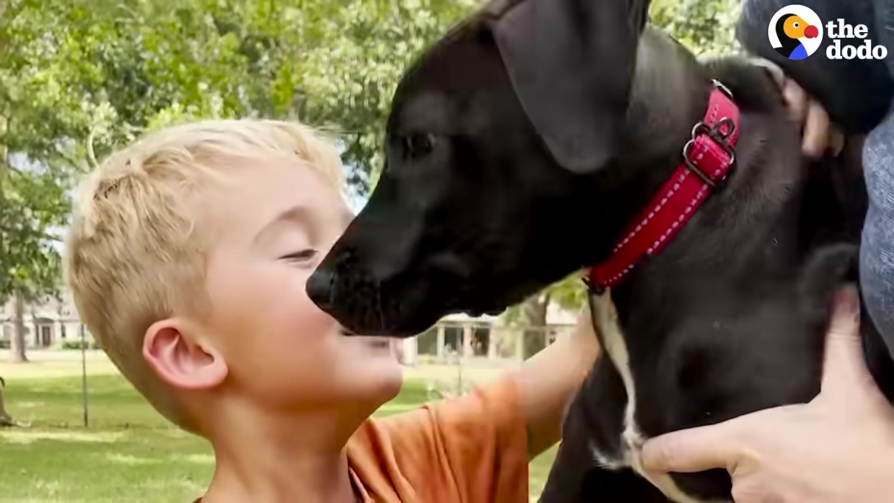 Video frame for Reunited With His Rescues