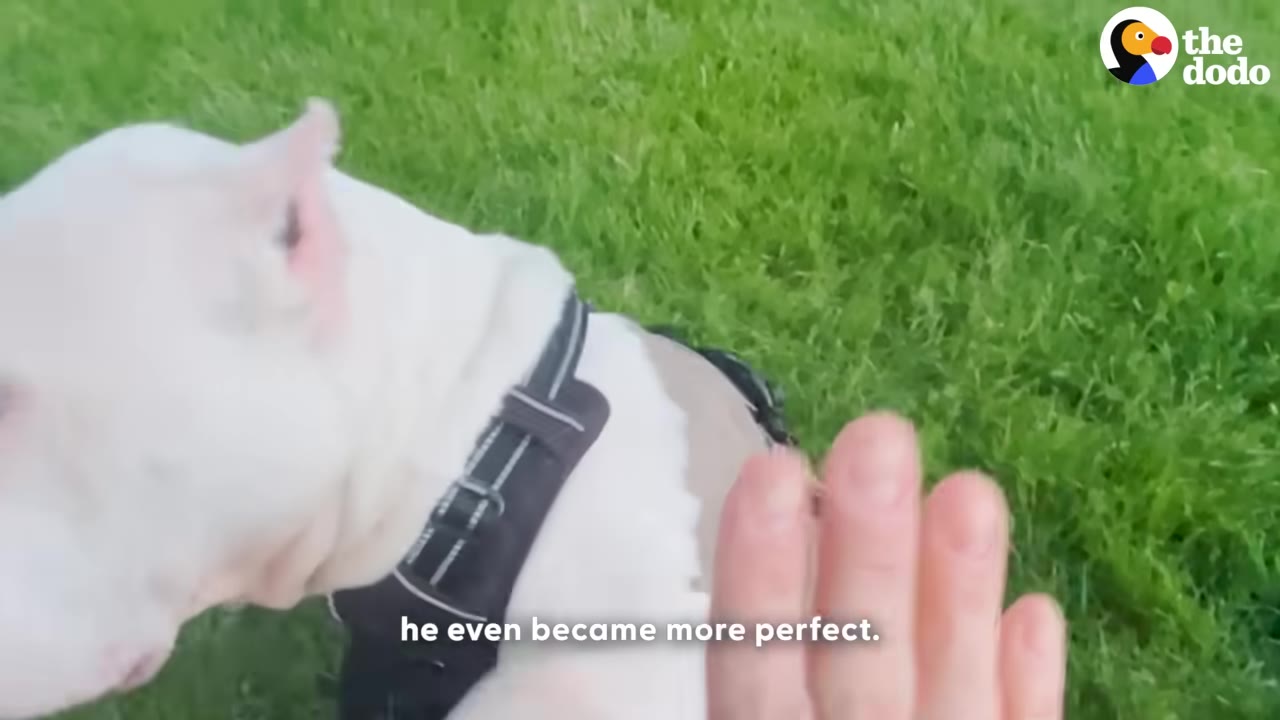 A close-up shot of a white dog wearing a black harness on a green lawn, with a hand reaching out towards it.