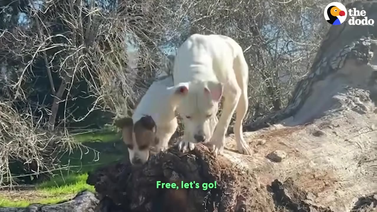 A white dog with brown spots and a smaller white and brown dog standing together on a large fallen log outdoors.