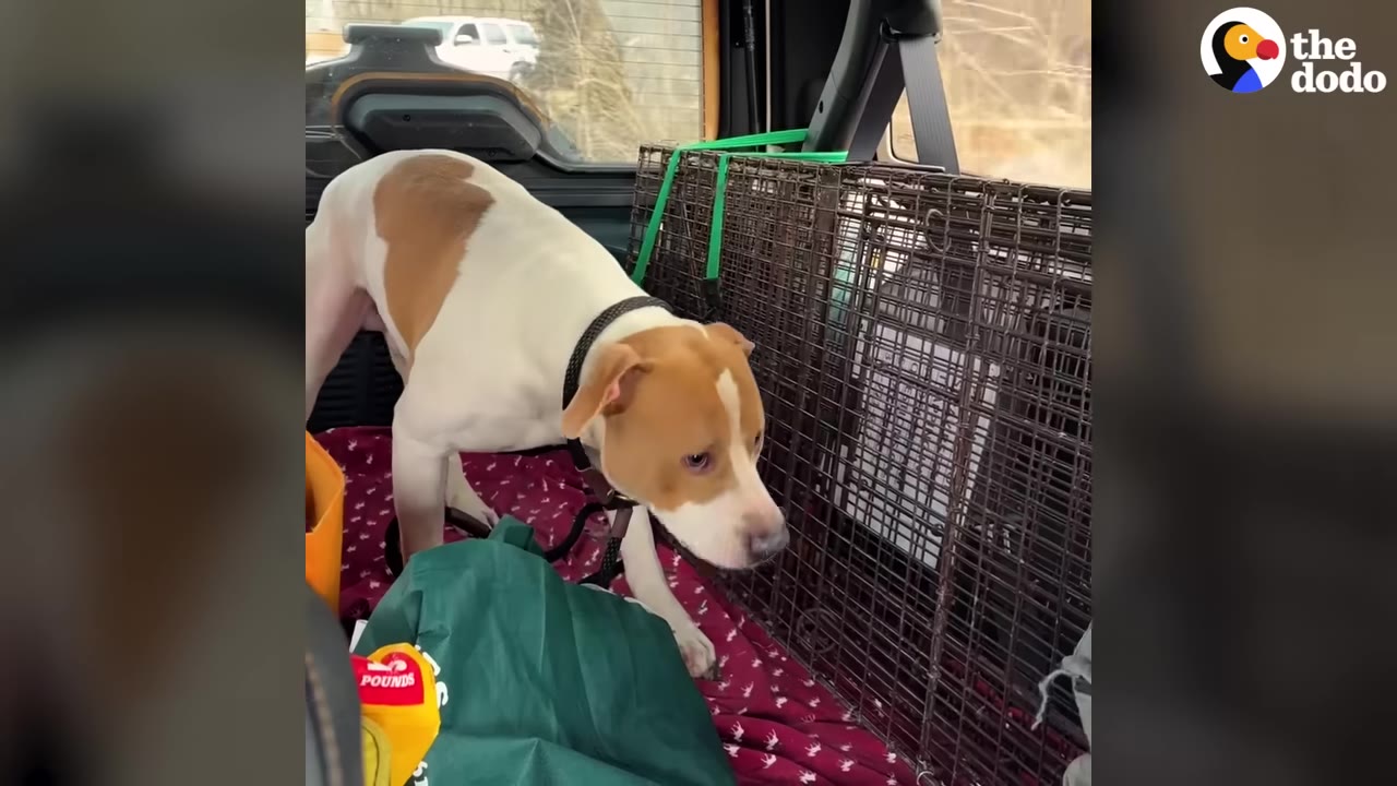 A tan and white dog stands inside the back of a rescue vehicle next to a wire crate.