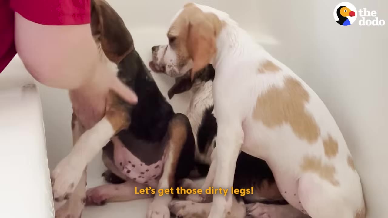 A person washes a group of squirmy beagle puppies in a bathtub, holding one puppy's leg to clean it.
