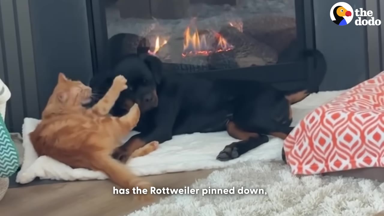An orange cat playfully swats at a large black and tan Rottweiler lying down in front of a fireplace.