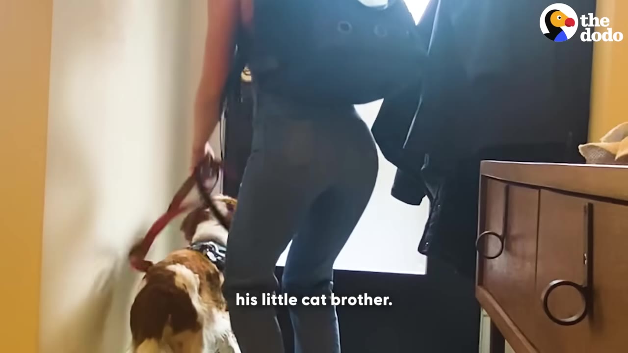 A person wearing a black pet carrier backpack holds a dog on a leash as they prepare to go outside.