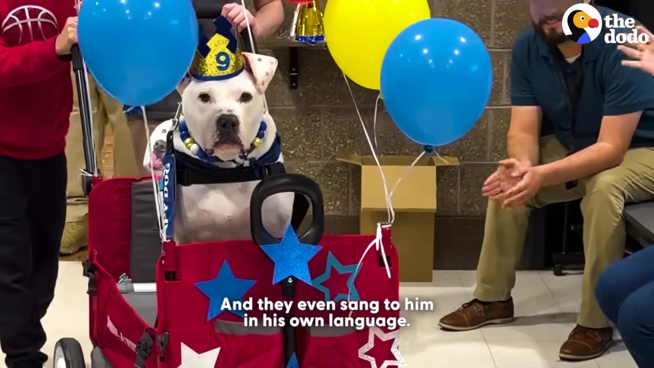 A white dog wearing a birthday hat sits in a decorated red wagon surrounded by balloons while people clap and sign next to him.