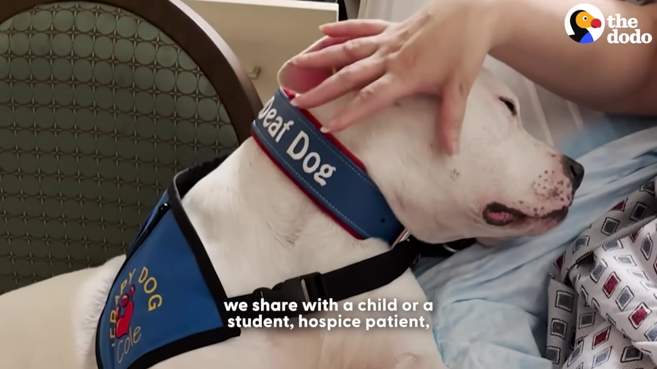A close-up of a white dog wearing a blue vest that reads 'Therapy Dog Cole' and a blue collar that reads 'Deaf Dog' as a person gently pets its head.
