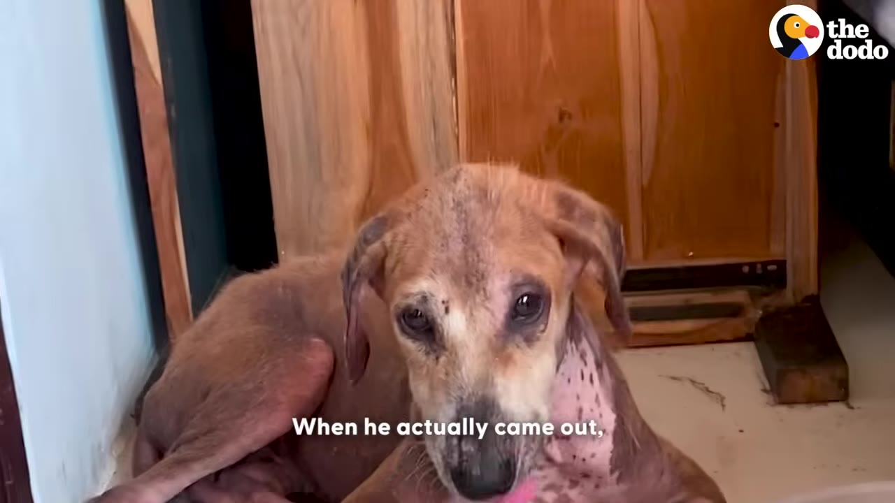 A brown, thin dog with patchy fur looks out from a corner next to a wooden cabinet.