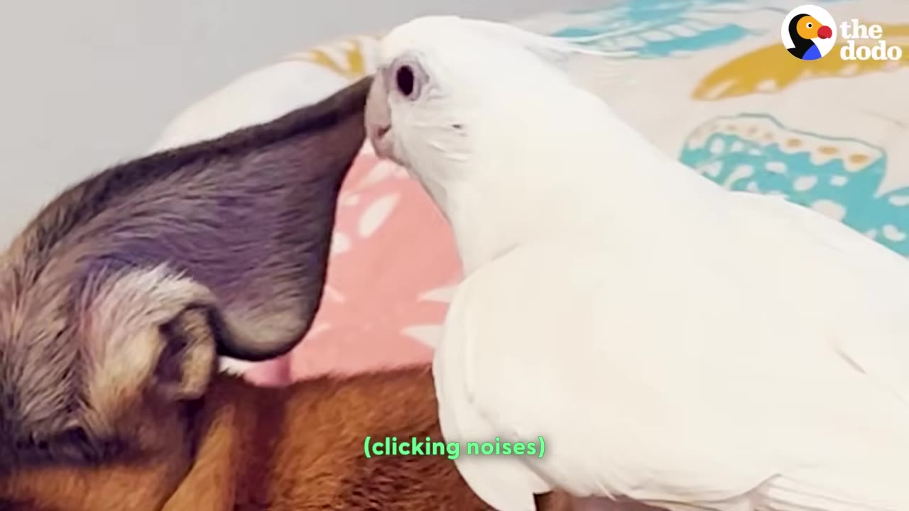 A close-up shot of a white cockatiel perched next to a brown dog's ear.