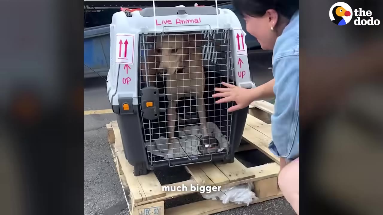A woman smiles as she reaches her hand toward a dog inside a plastic pet travel crate labeled 'Live Animal' on a wooden pallet.