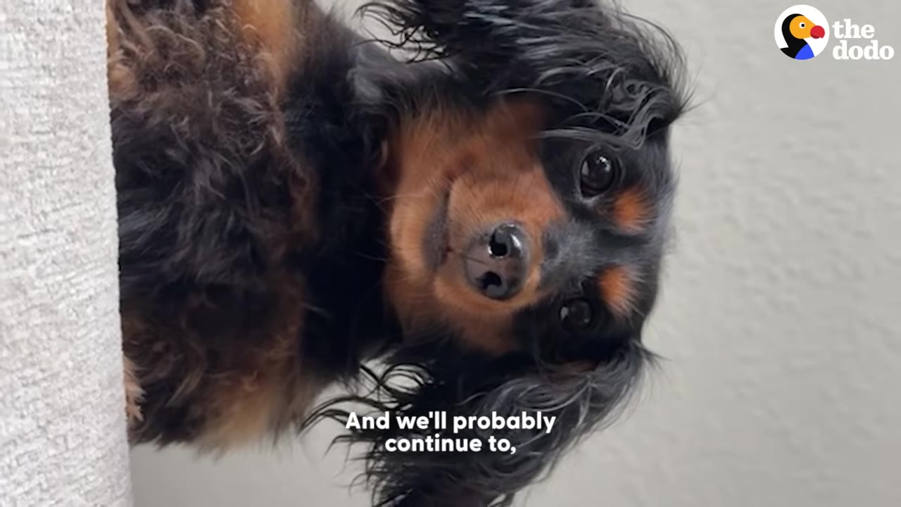 A close-up of a black and tan long-haired dachshund tilting her head and looking directly at the camera.