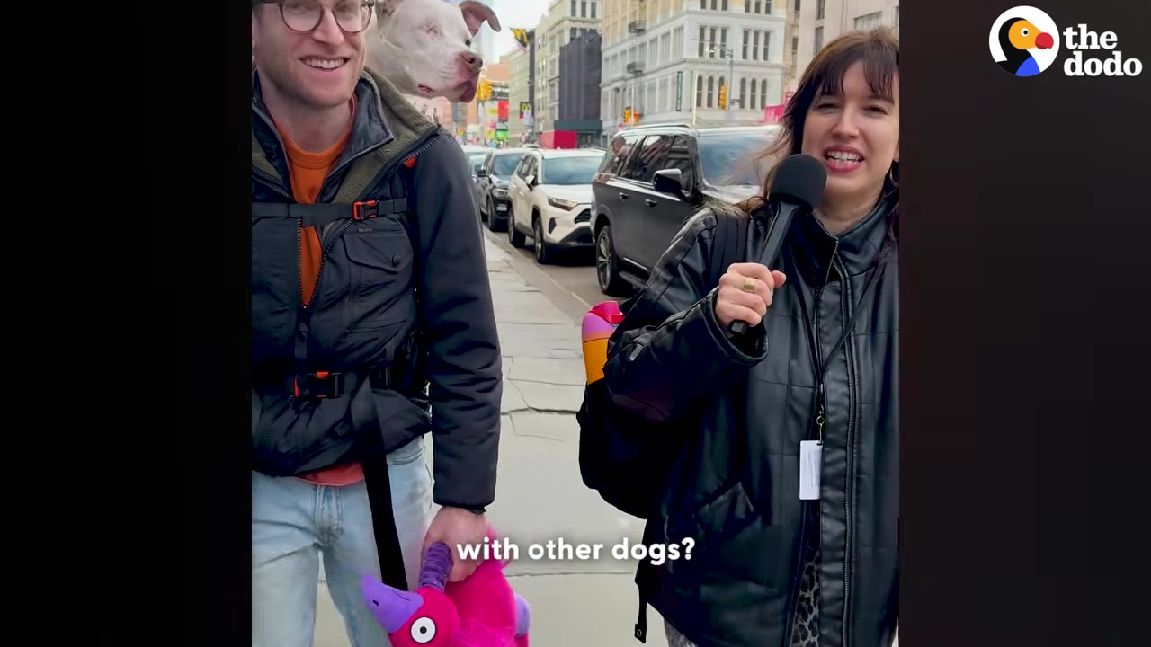 A smiling man with glasses walks down a city sidewalk carrying a white dog in a backpack carrier, next to a woman holding a microphone.