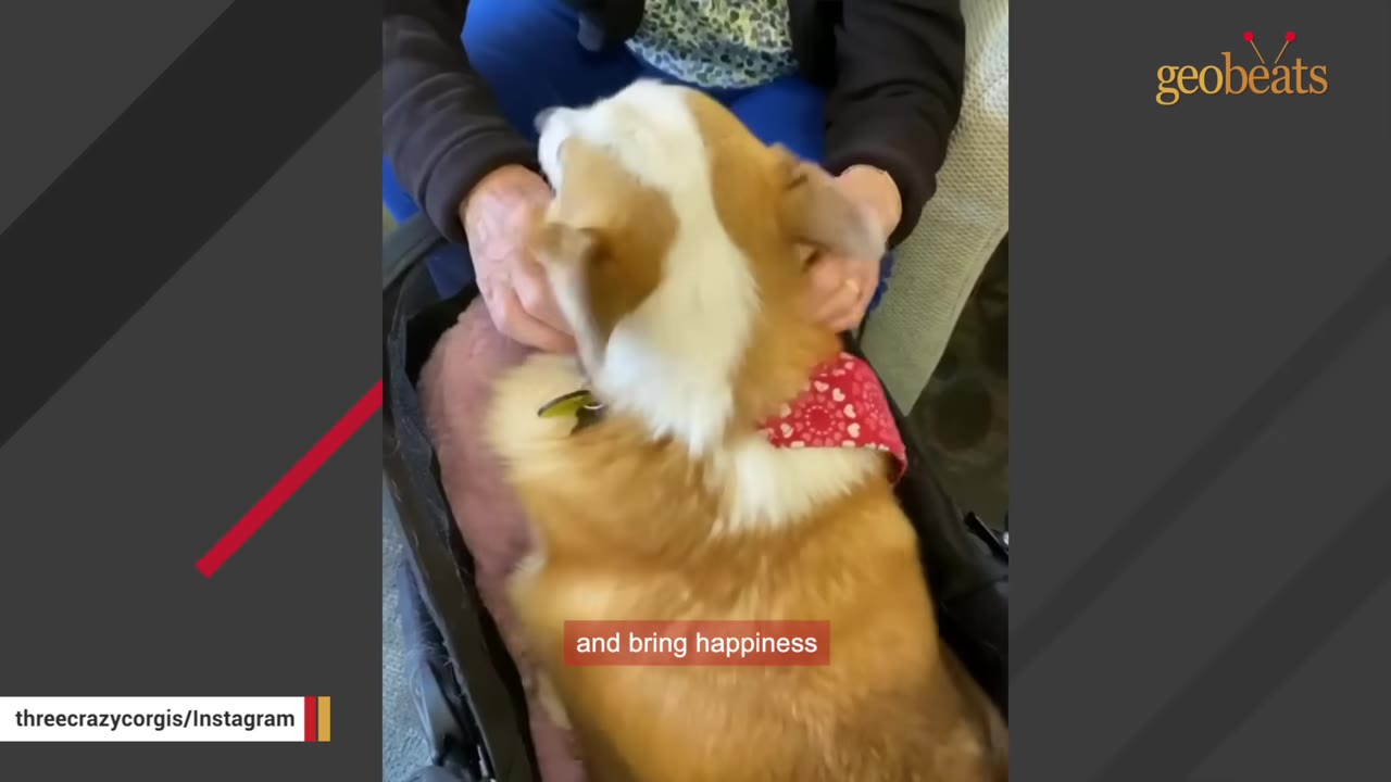 A fluffy corgi wearing a red heart-patterned bandana is gently petted by a person's hands.