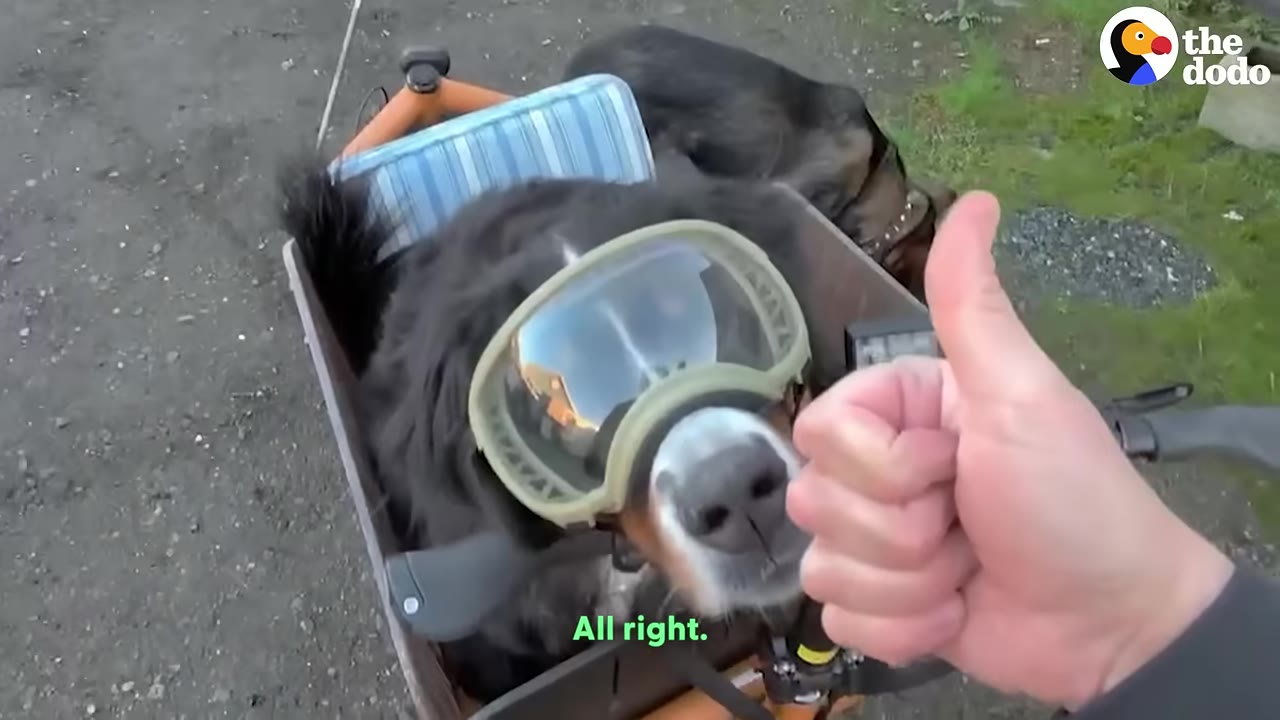 A close-up of a Bernese Mountain Dog wearing protective goggles while sitting in a bicycle trailer, with a person's hand giving a thumbs-up in the foreground.