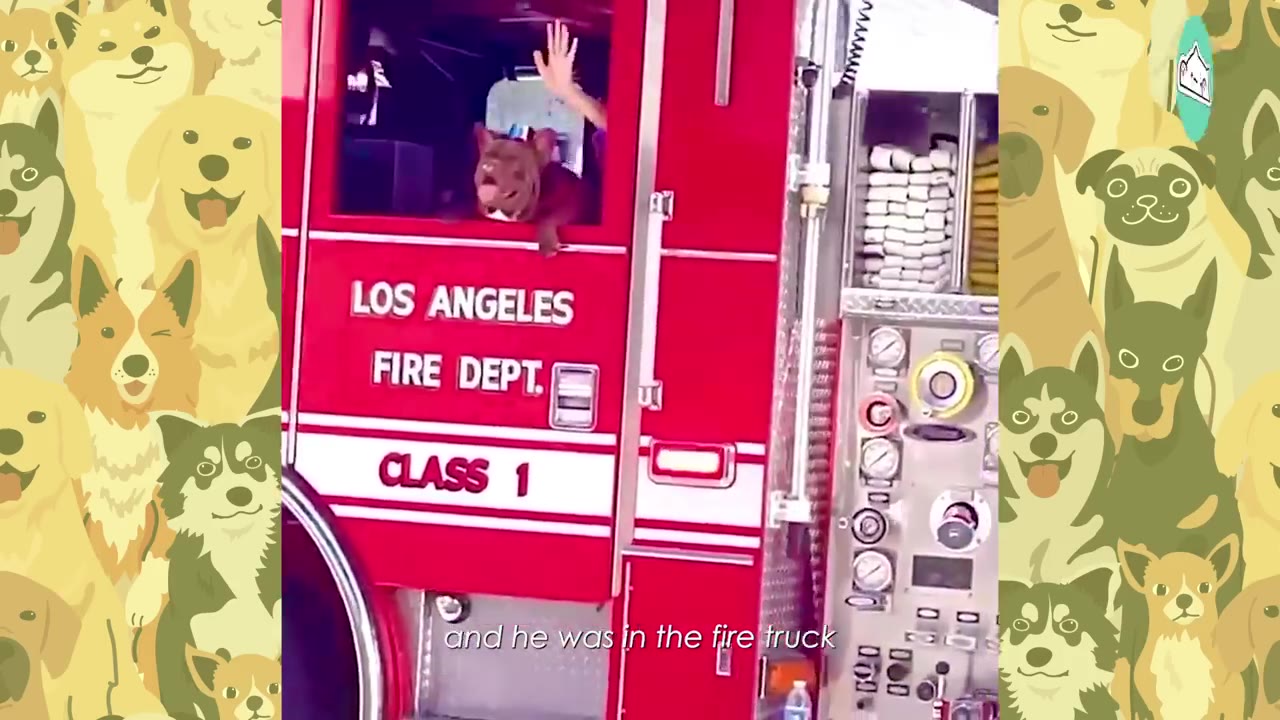 A brown French Bulldog looks out of the window of a red Los Angeles Fire Department truck, with a hand waving behind him.