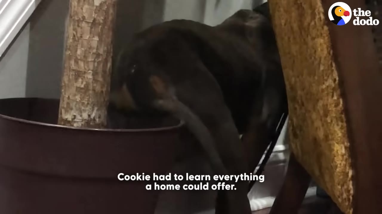 A dark-colored dog cautiously sniffs a potted indoor plant next to a chair.