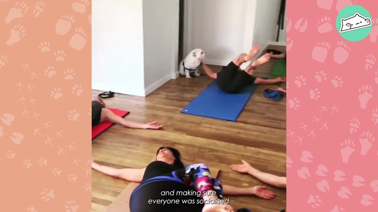A white bulldog sits on a wooden floor in a Pilates studio, watching people lying on mats during a class.