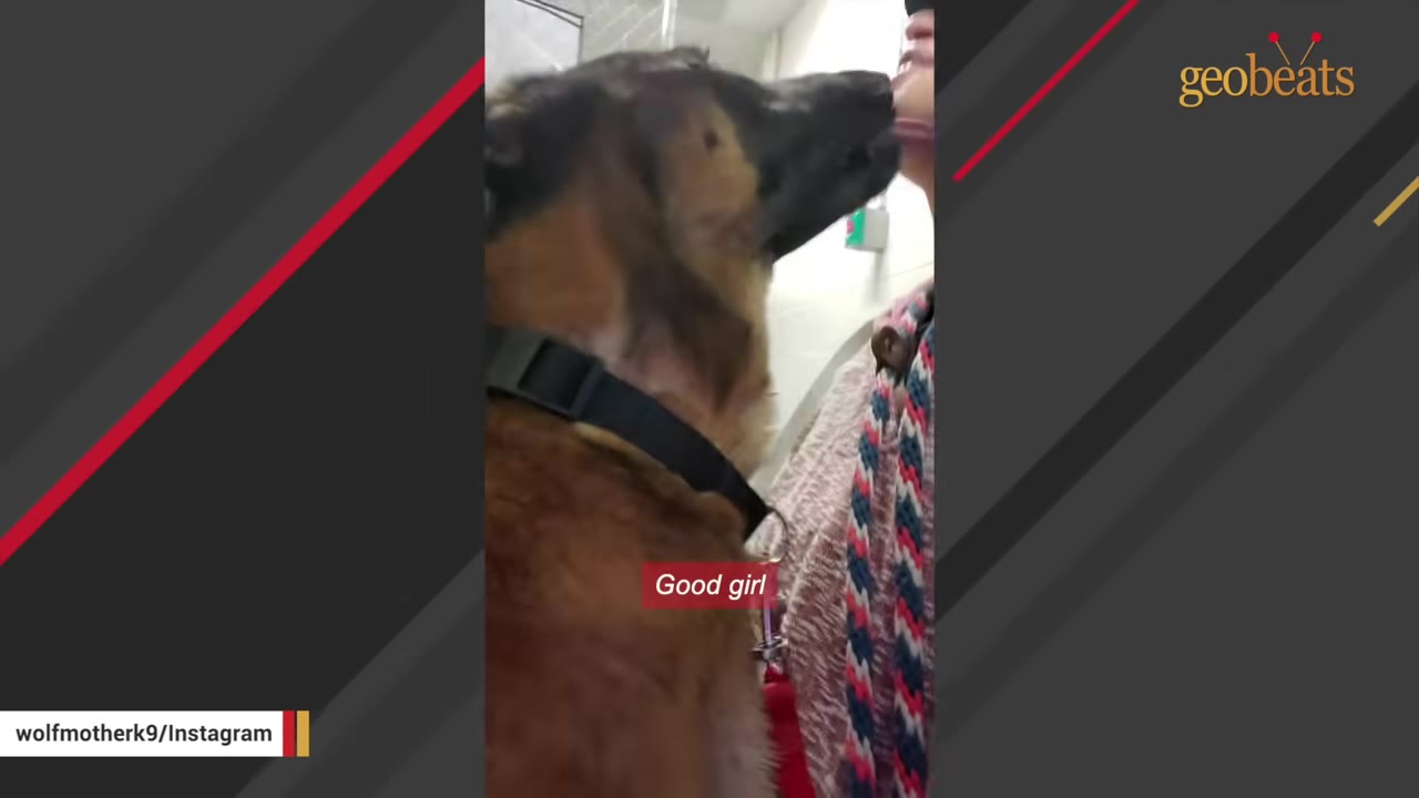 A brown and black dog gently licks the chin of a person wearing a patterned scarf.