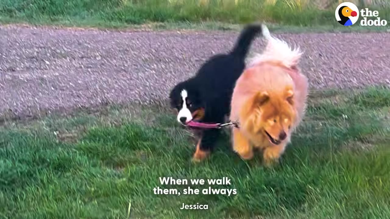 A black and white puppy walks on a grassy path next to a fluffy golden dog, holding the golden dog's pink leash in its mouth.