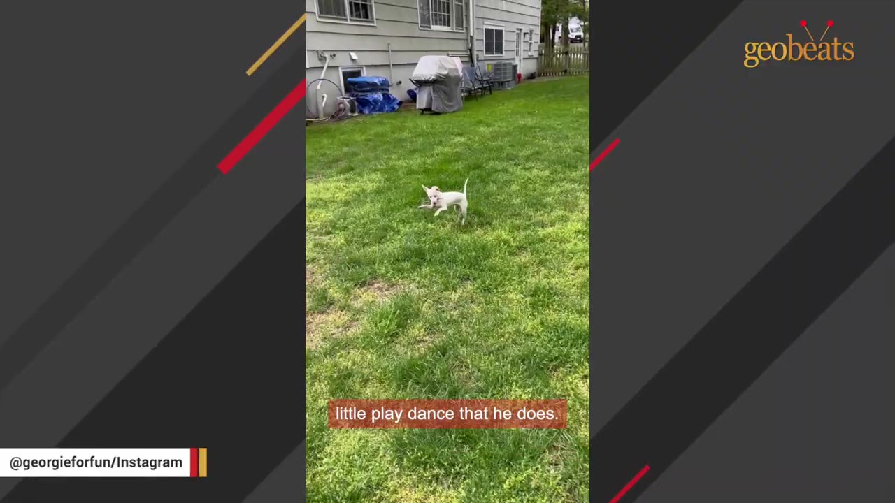 A small white dog joyfully jumping and dancing on a green grassy lawn.