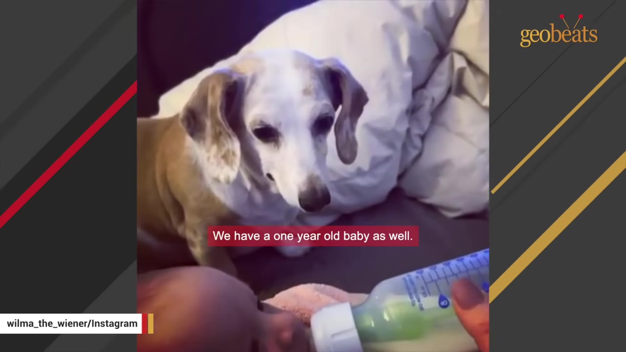 A senior dachshund sits on a couch looking down at a baby being bottle-fed.