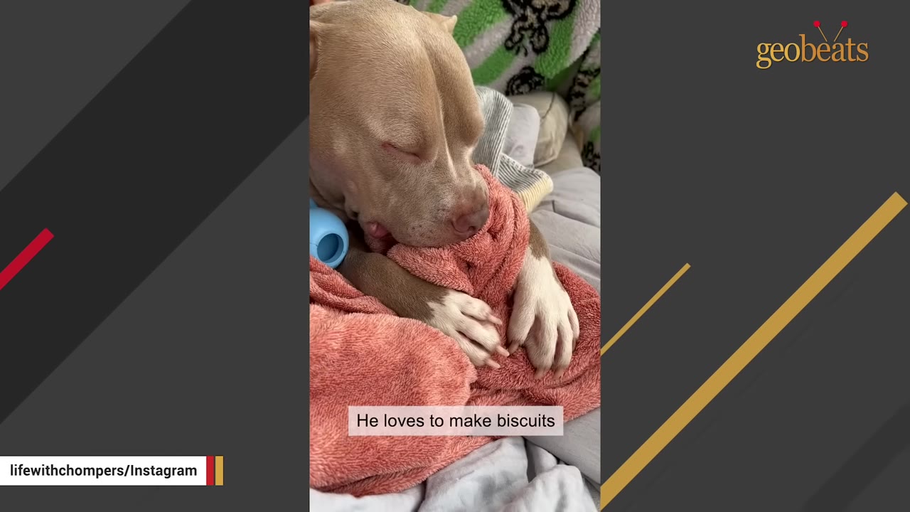 A light brown dog with white paws rests its head on a soft pink blanket.