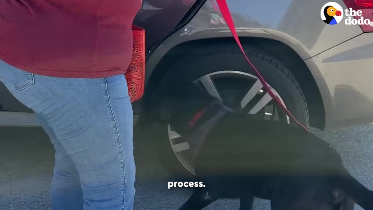 A black dog on a red leash stands next to a car's rear wheel as a person in blue jeans stands nearby.