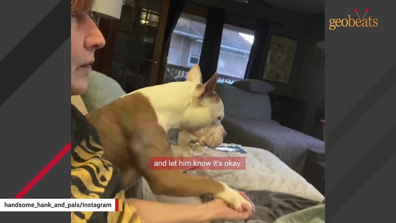 A tan and white dog sits on a couch and extends its paw to hold a person's hand for comfort.