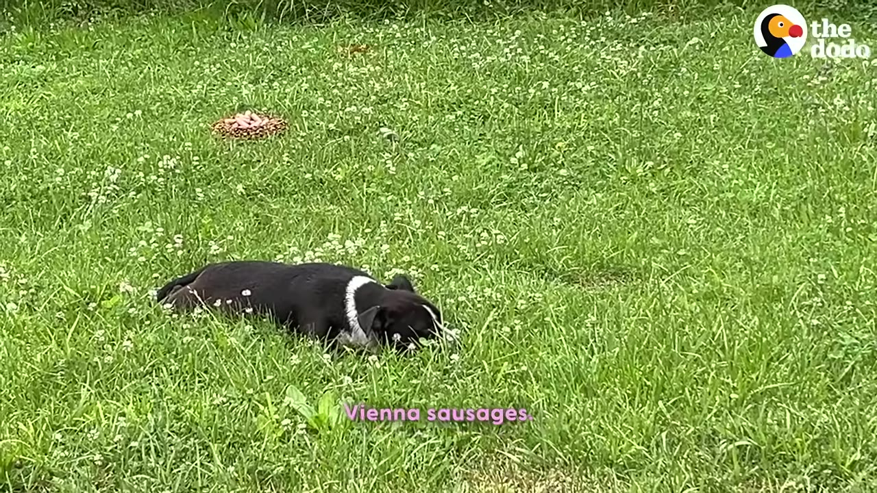 A black and white dog lies in a grassy field near a small pile of Vienna sausages.