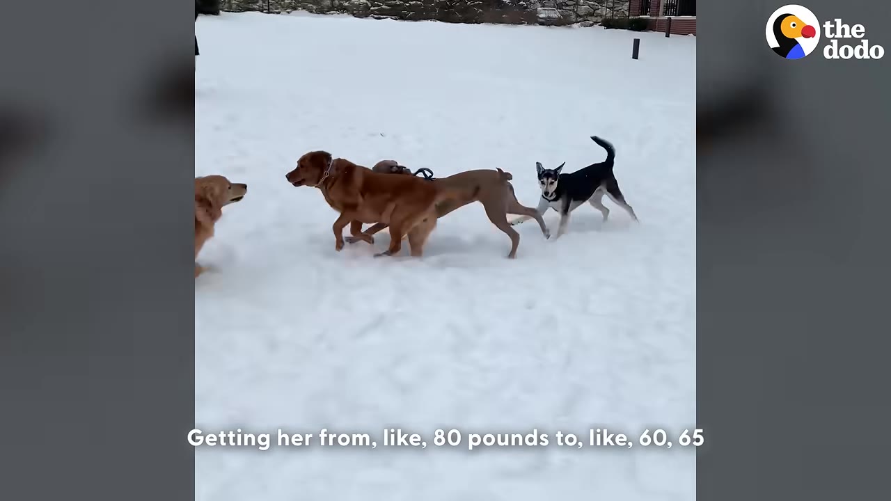 A group of dogs, including a brown dog, playing together in a snowy field.