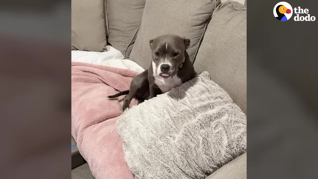 A gray and white pit bull-type dog sits on a couch next to a pink blanket and a fluffy gray pillow, looking forward with its tongue slightly sticking out.