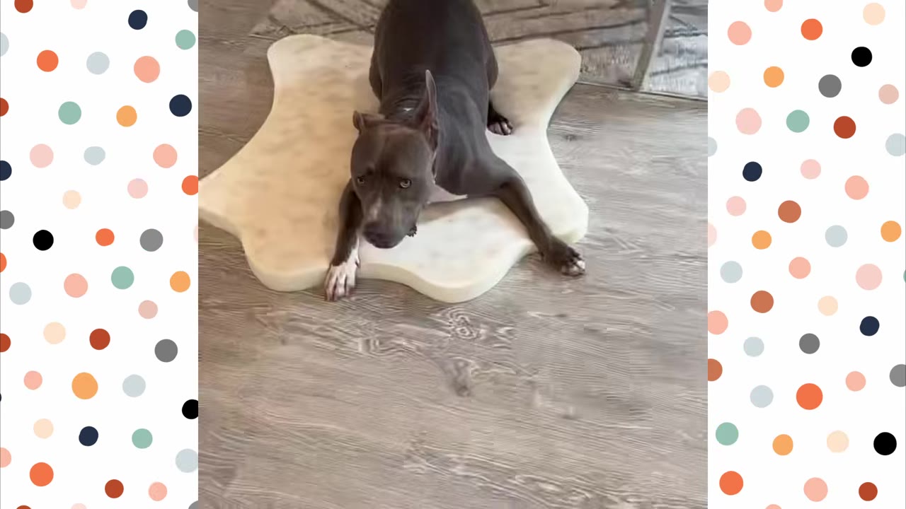 A grey pit bull mix dog lies on a star-shaped white mat on a wooden floor, looking up at the camera with one ear perked up and a curious expression.