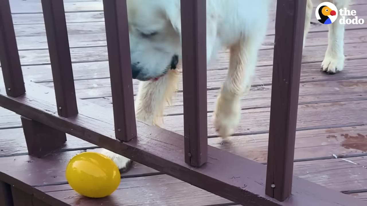 A light-colored dog on a wooden deck looking through a railing at a bright yellow, egg-shaped toy.