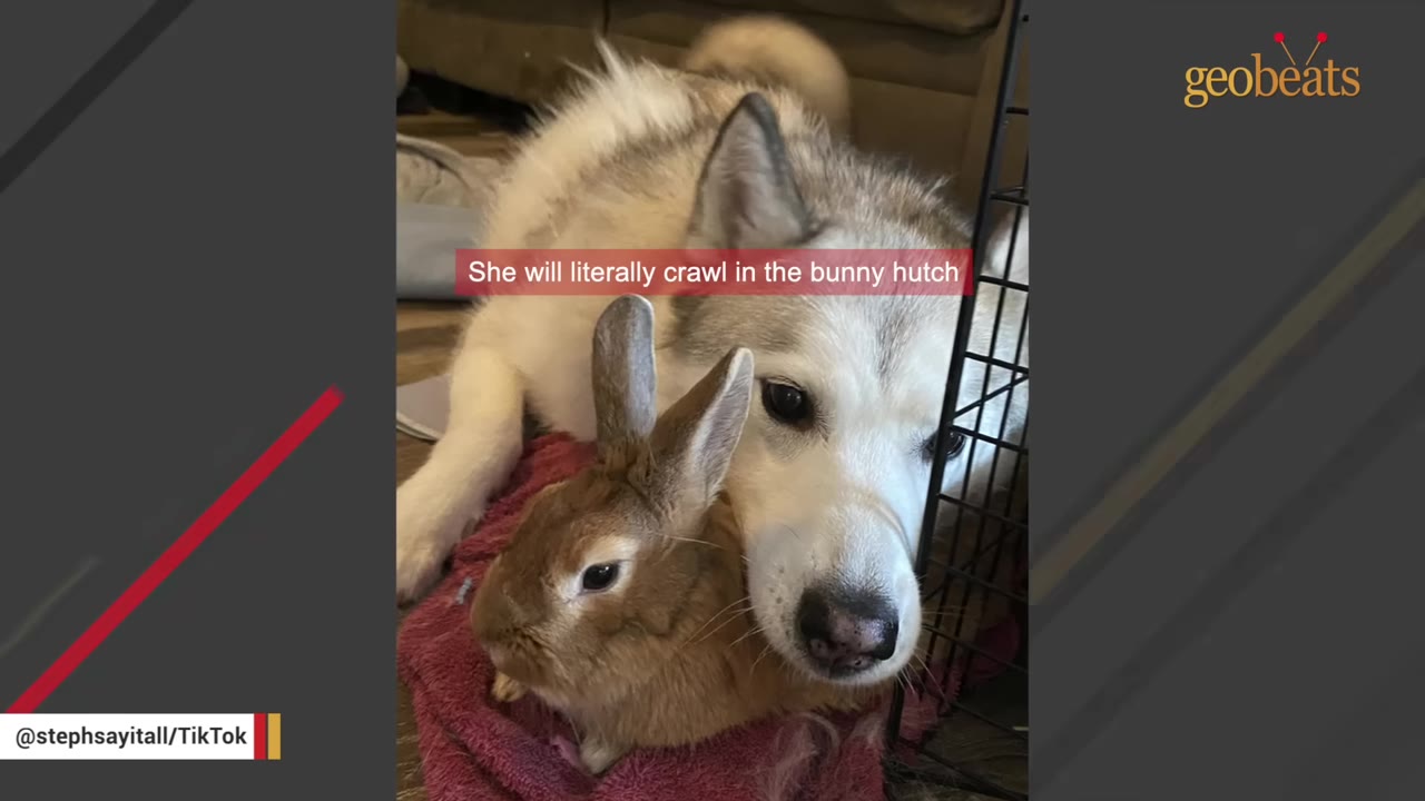 A husky dog lies close to a brown rabbit inside a wire bunny hutch.