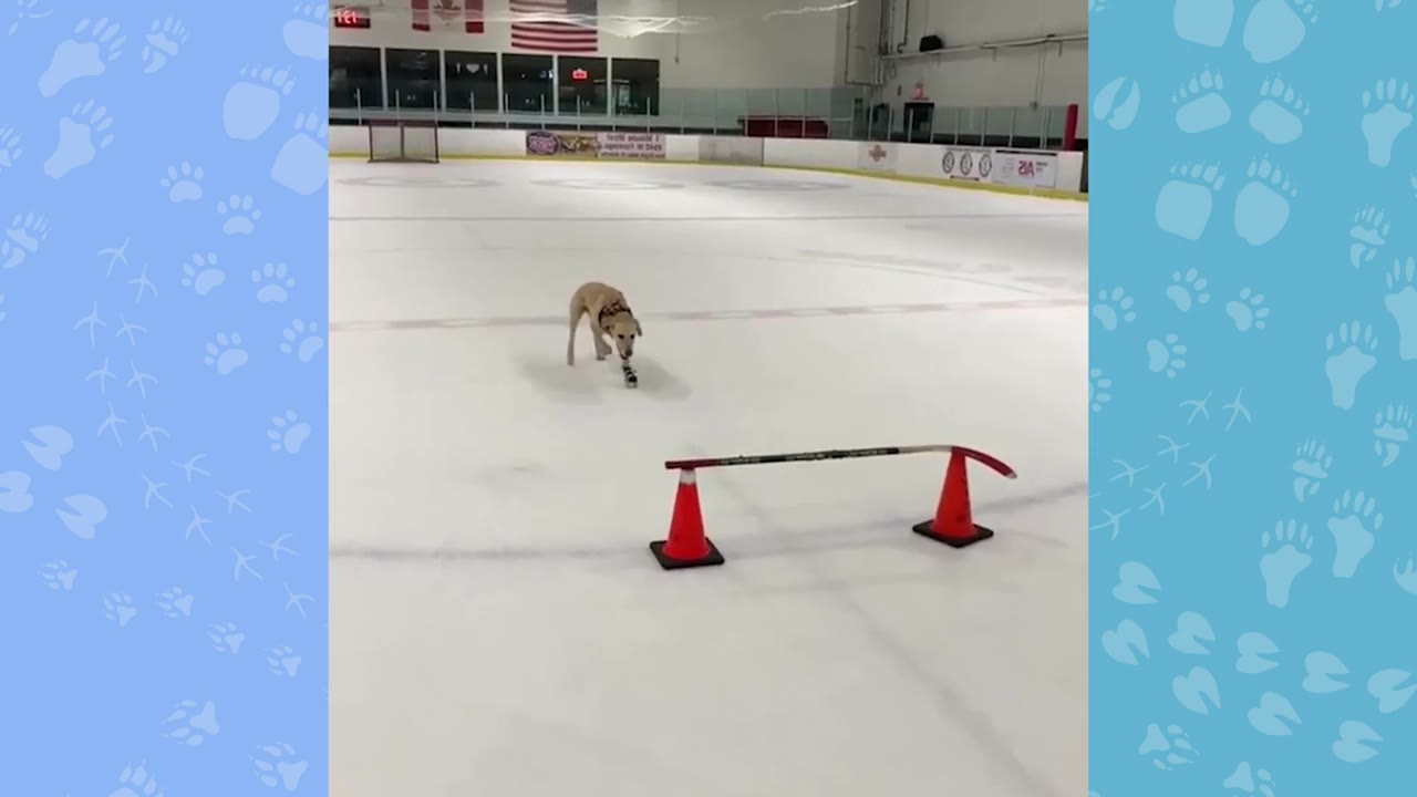 A yellow Labrador retriever wearing ice skates glides across an ice rink toward a hockey stick balanced on two orange cones.