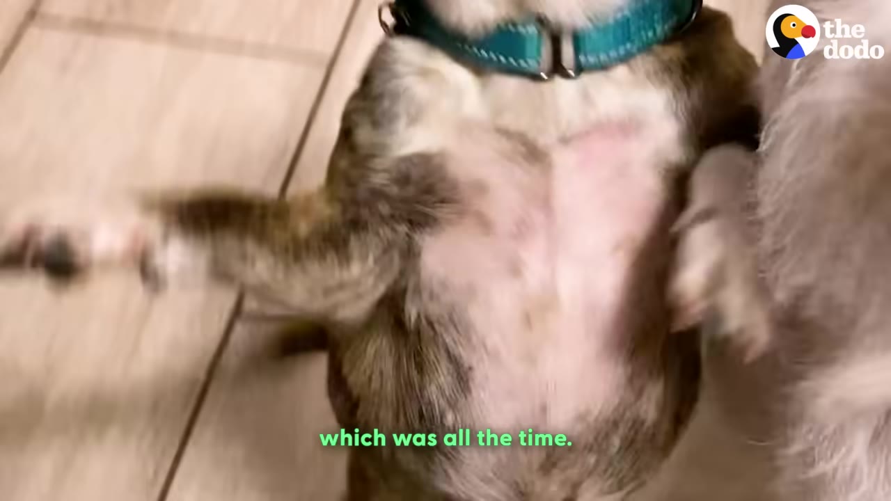 A close-up of a brindle dog standing on its hind legs, wearing a teal collar, with its front paws raised.