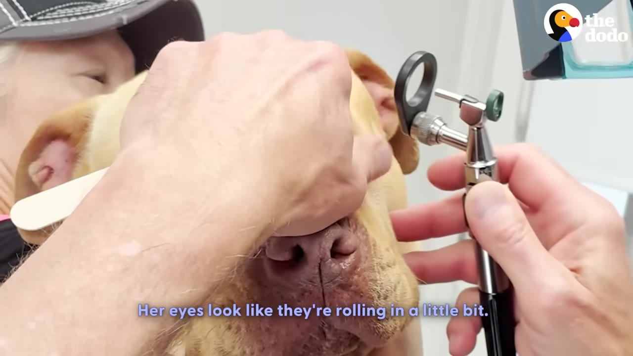 A veterinarian uses an ophthalmoscope to examine the eyes of a tan dog held gently by a person.