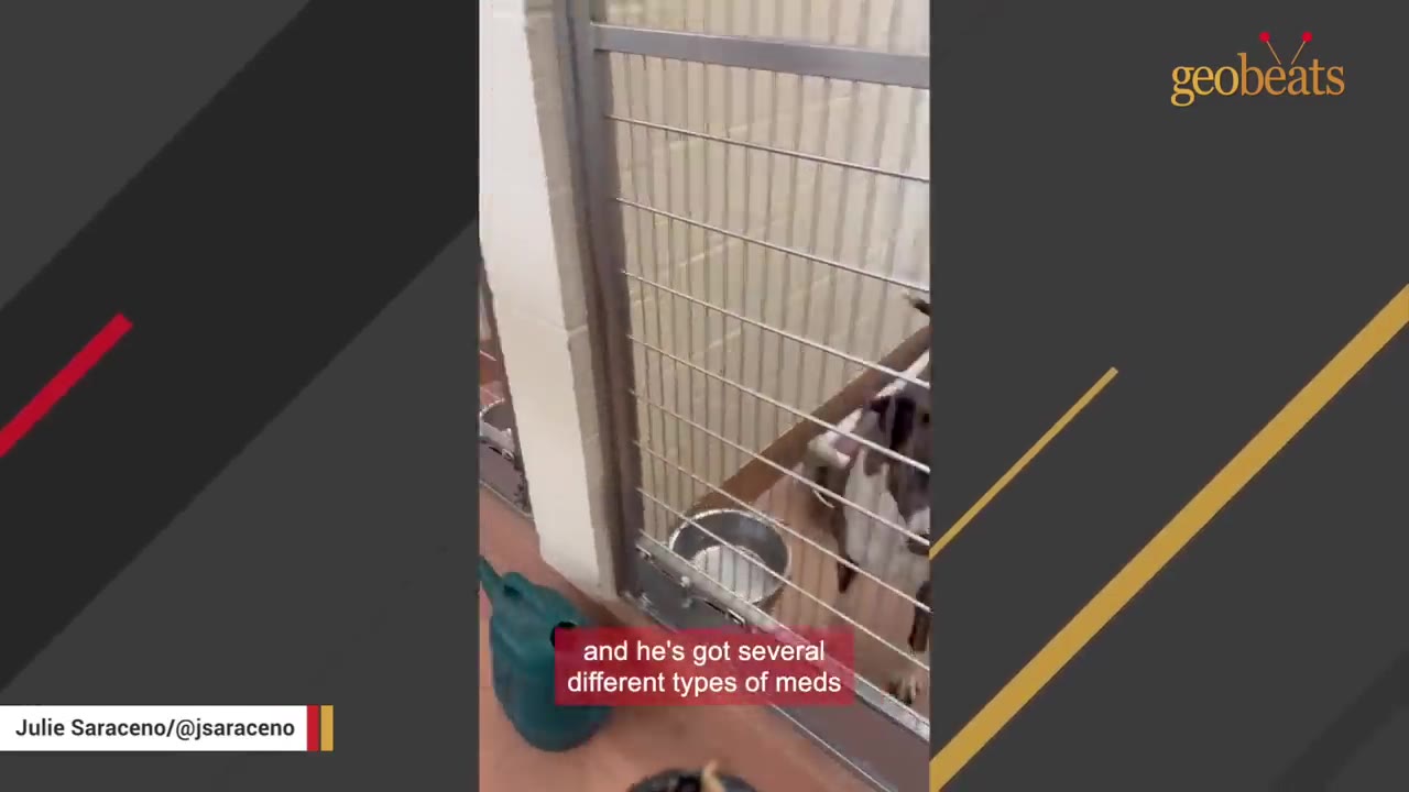 A dog inside a shelter kennel with a metal bowl, viewed through the wire gate, with text overlay reading 'and he's got several different types of meds'.