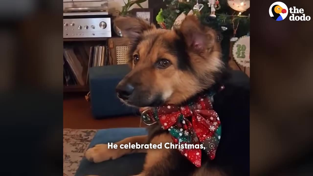 A fluffy brown and black dog wearing a festive red and green Christmas bow collar sits indoors, looking off to the side.