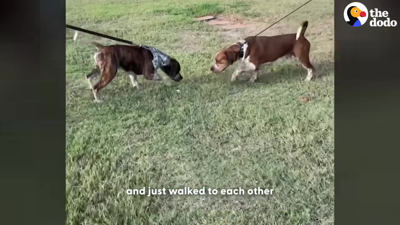 Two dogs on leashes walking slowly towards each other in a grassy yard.