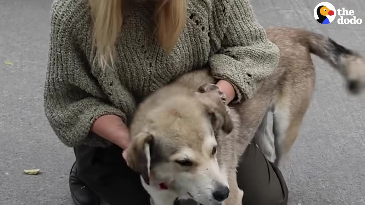 A woman in a green knit sweater kneels on the pavement, gently holding and petting a light brown and white dog.