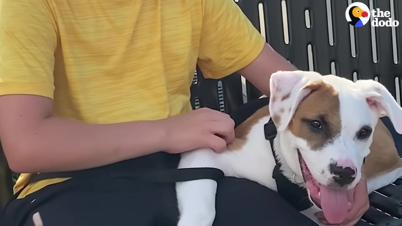 A white and brown puppy with its tongue out sits on the lap of a person wearing a yellow shirt.