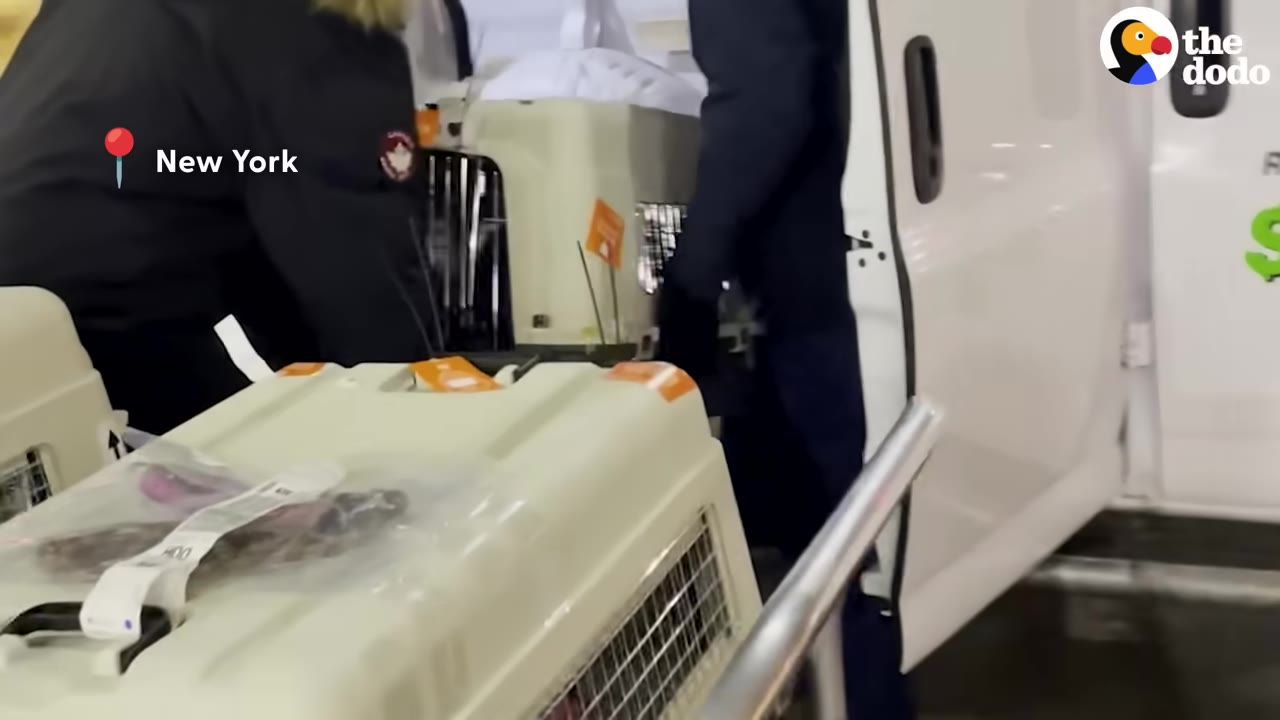 Two people unloading large pet travel crates from the back of a white van, with a graphic overlay that reads 'New York'.