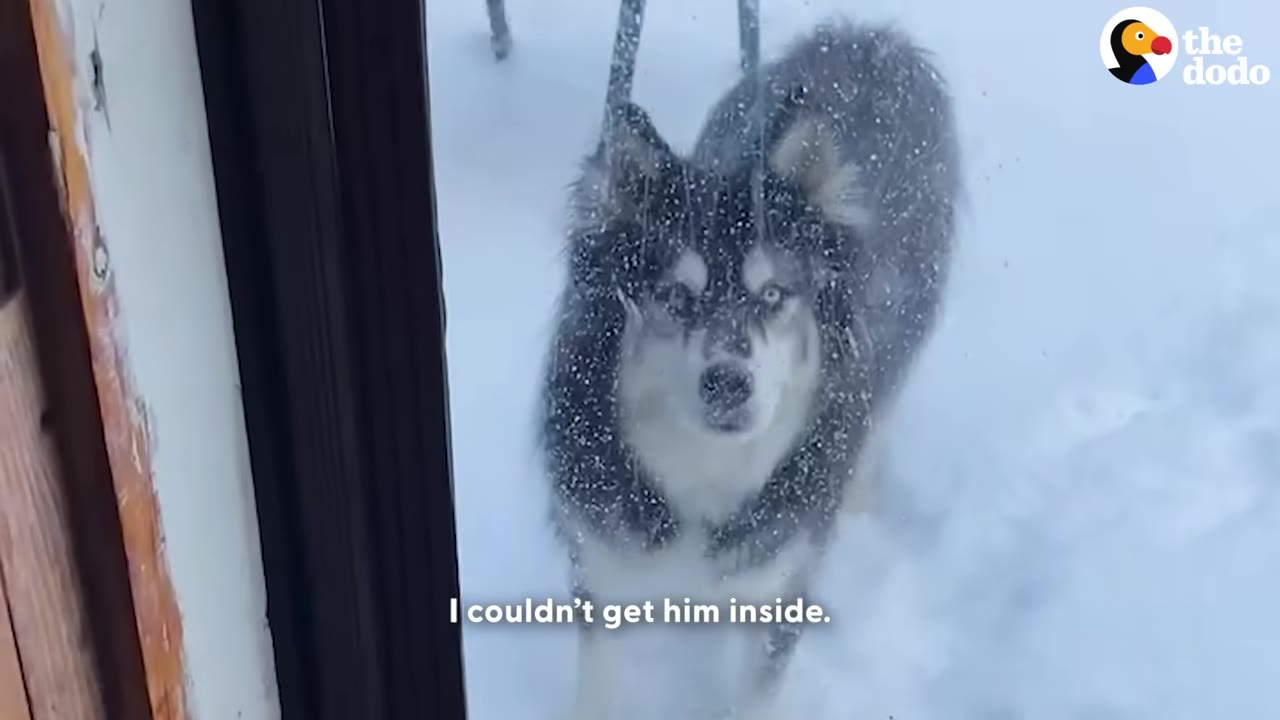 A fluffy black and white husky stands outside in deep snow, covered in snowflakes, looking directly through a glass door.