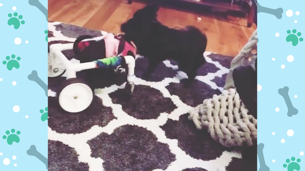 A small black dog in a white wheeled cart stands on a patterned rug next to another small black dog.