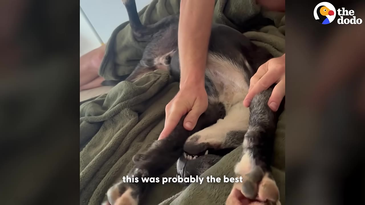 A black and white dog lying on its back on a green blanket while a person holds its front paws up in a playful stretch.