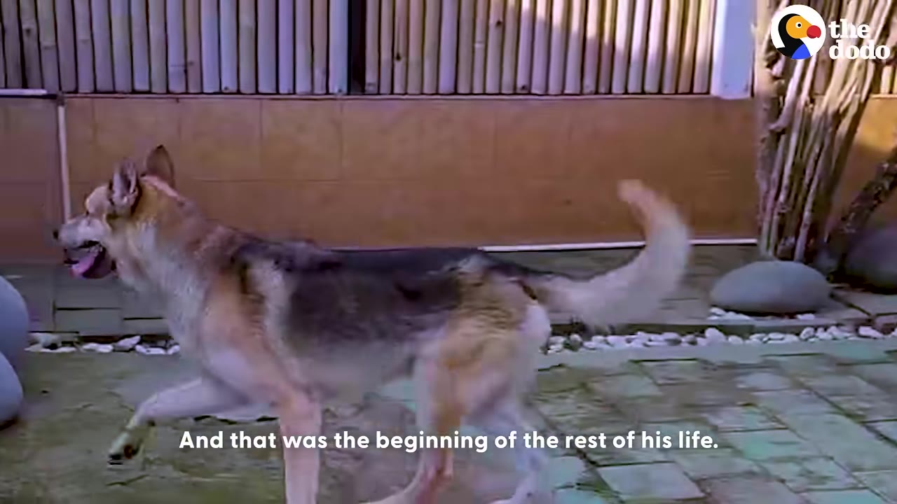 A happy German Shepherd mix dog walking outdoors with its tail wagging.