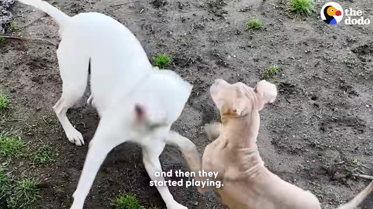 A white dog and a tan dog interact playfully on a dirt patch outdoors.