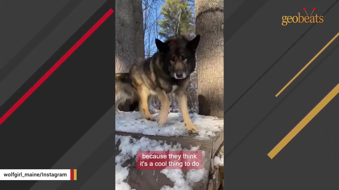 A large wolf dog stands on a snow-covered wooden platform outdoors, looking directly at the camera.