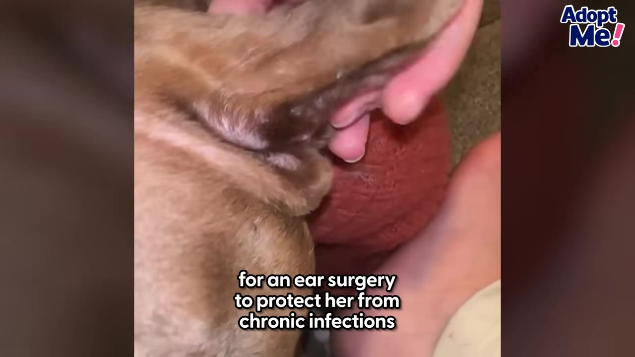 A close-up shot of a person's hand gently holding and examining a dog's ear, with text overlay reading 'for an ear surgery to protect her from chronic infections'.
